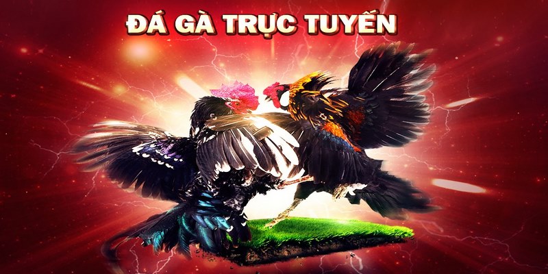 Những hình thức chọi kê phổ biến tại trường đấu Thomo